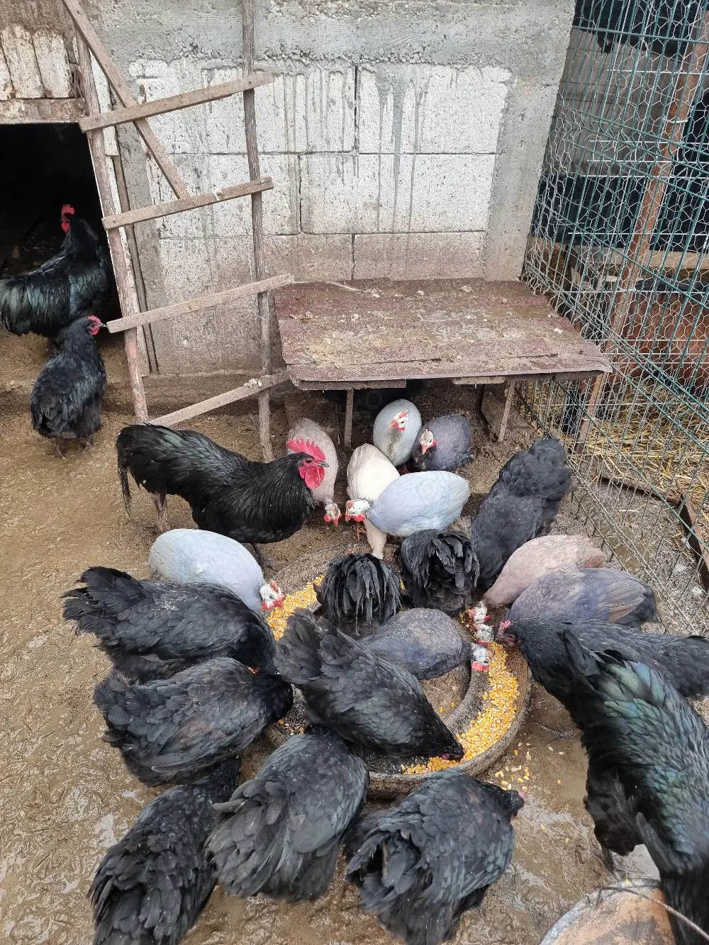 vând bibilici și cocoși austrolorp 