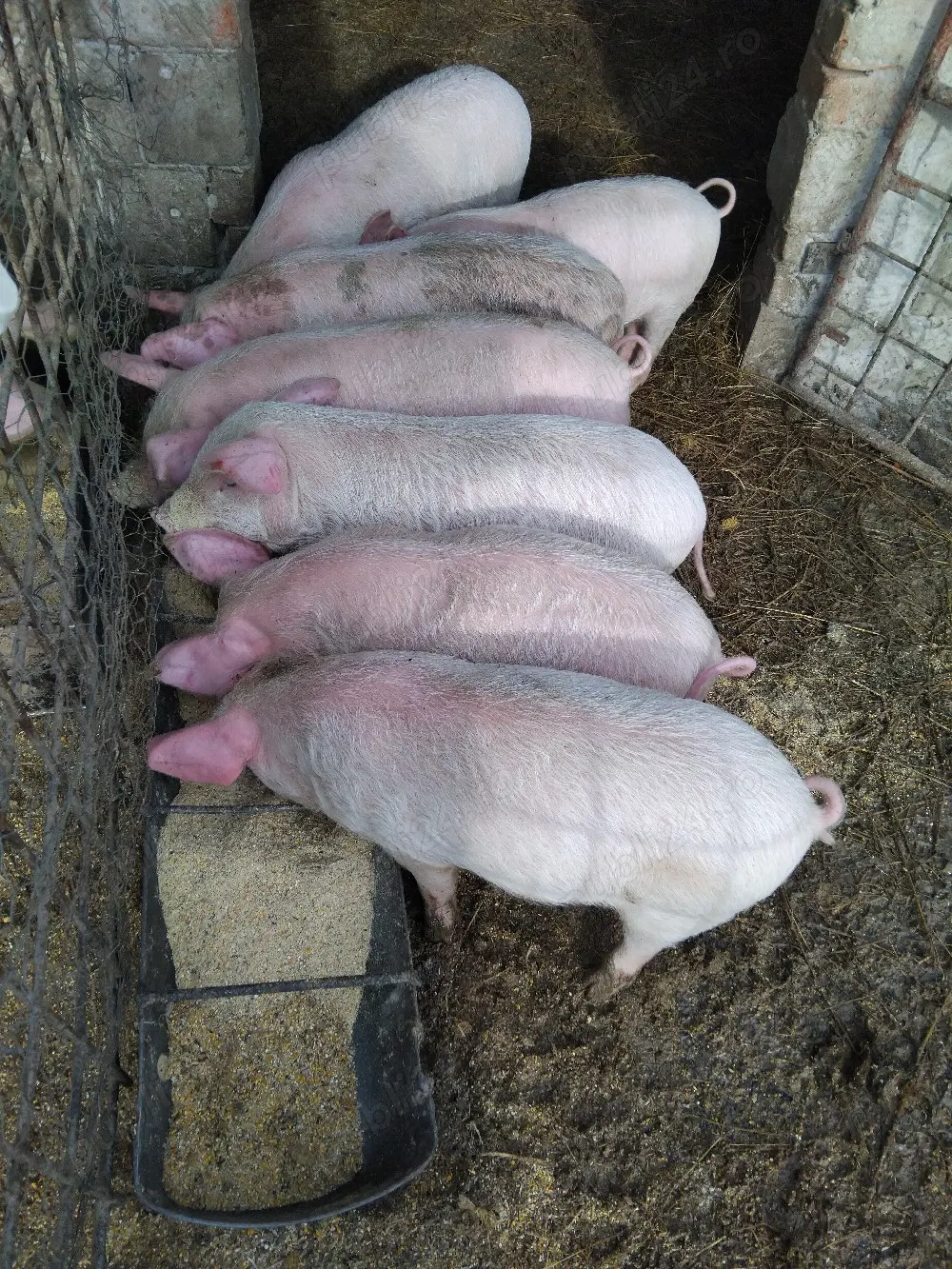 Purcei 8 săptămâni 