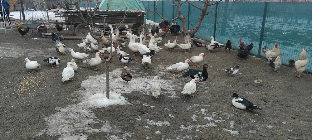 De vinzare Rate mute  Găste si curci