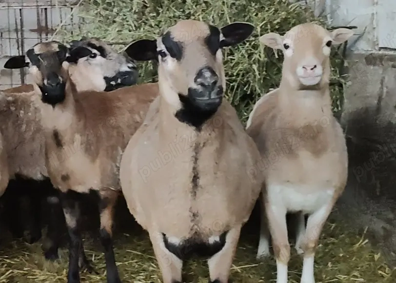 Super oferta 11oi de camerun