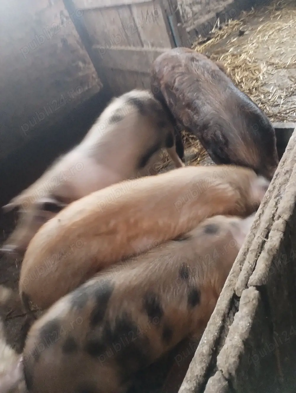 soldanei schimba locuinta 