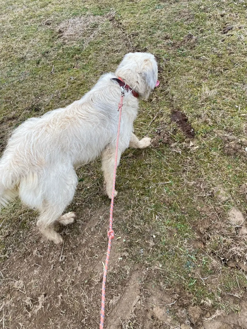 Vand femela ciobănesc 