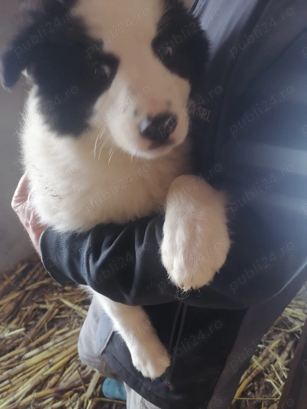 2 fetite de ciobănesc de Bucovina în 