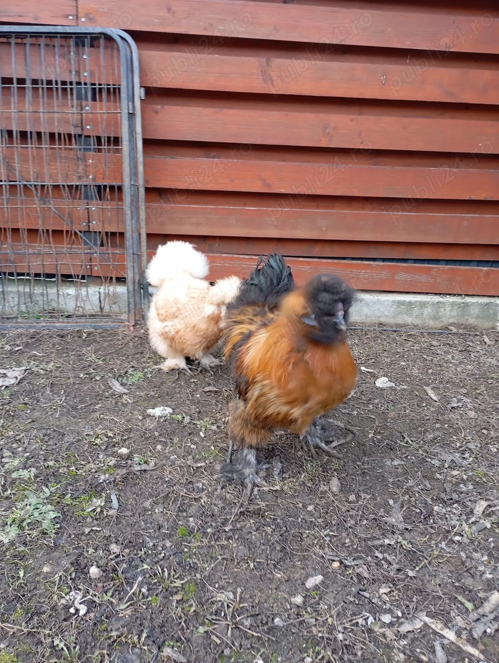 Pereche matase japoneza