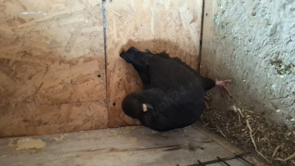 Porumbei kingi de vanzare 