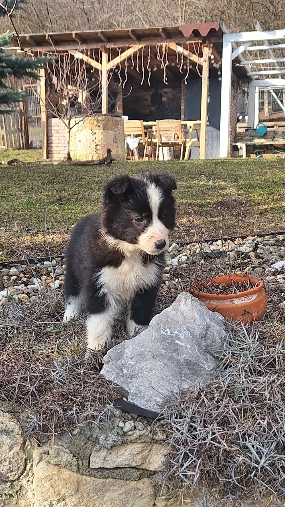Vând pui border collie