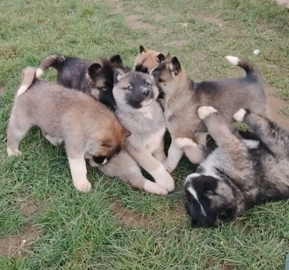 OCAZIE ! O superba catelusa Husky
