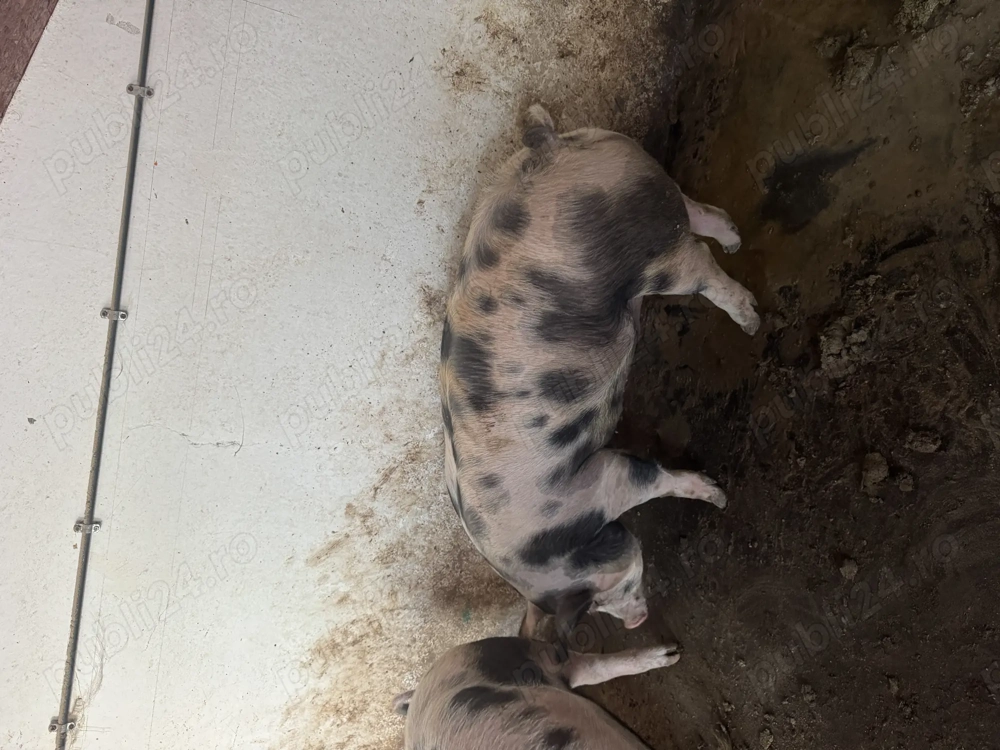 Vand porc rasa de carne!