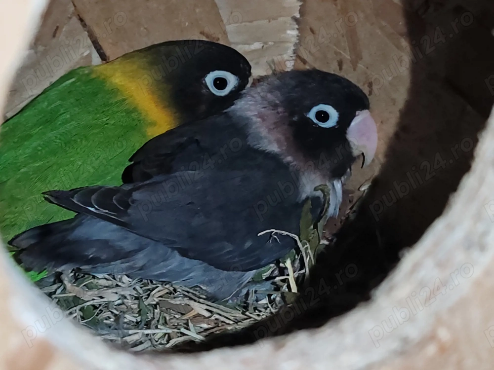 Vând pereche agaporis 