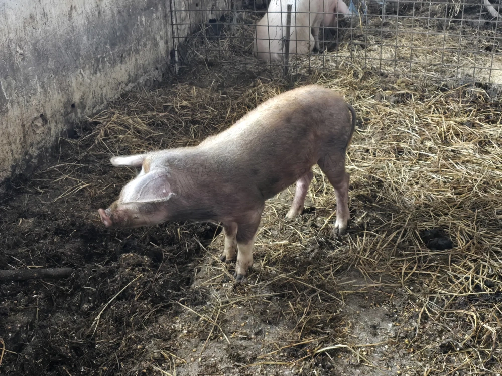 Vand Porc rasa Duroc 70 - 80 kg