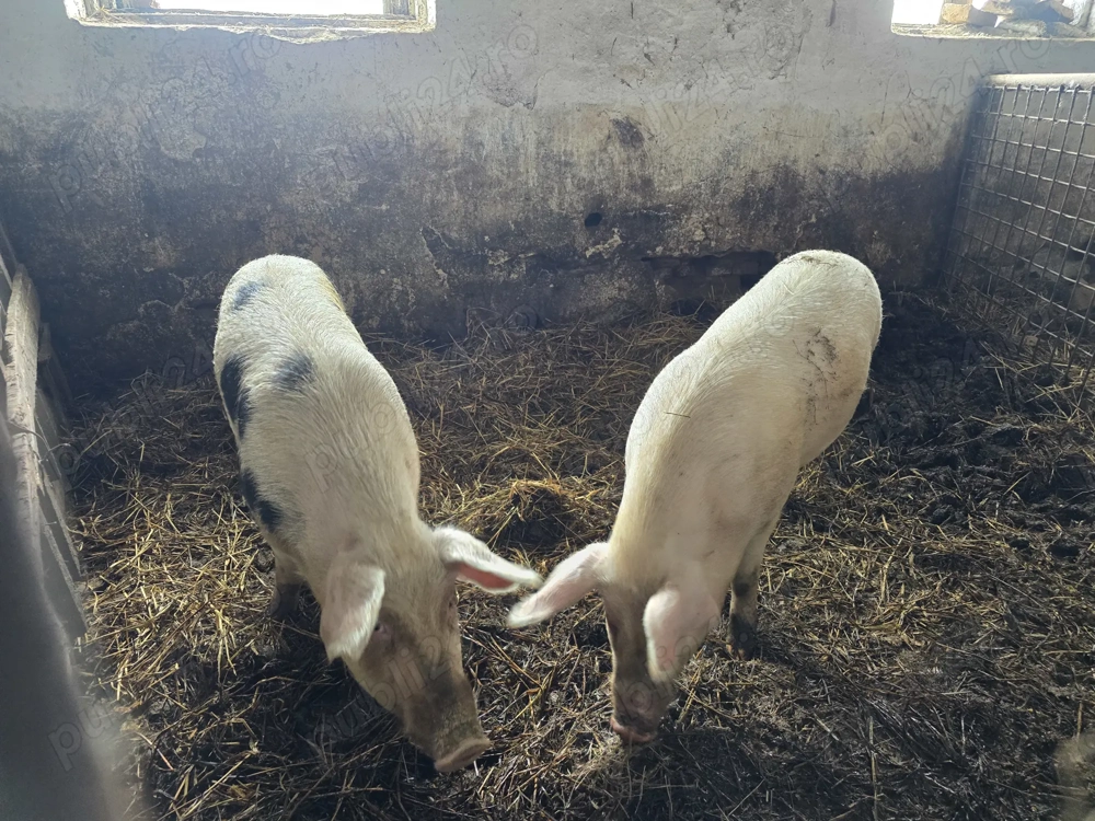 Vand porc 100  - 120 kg