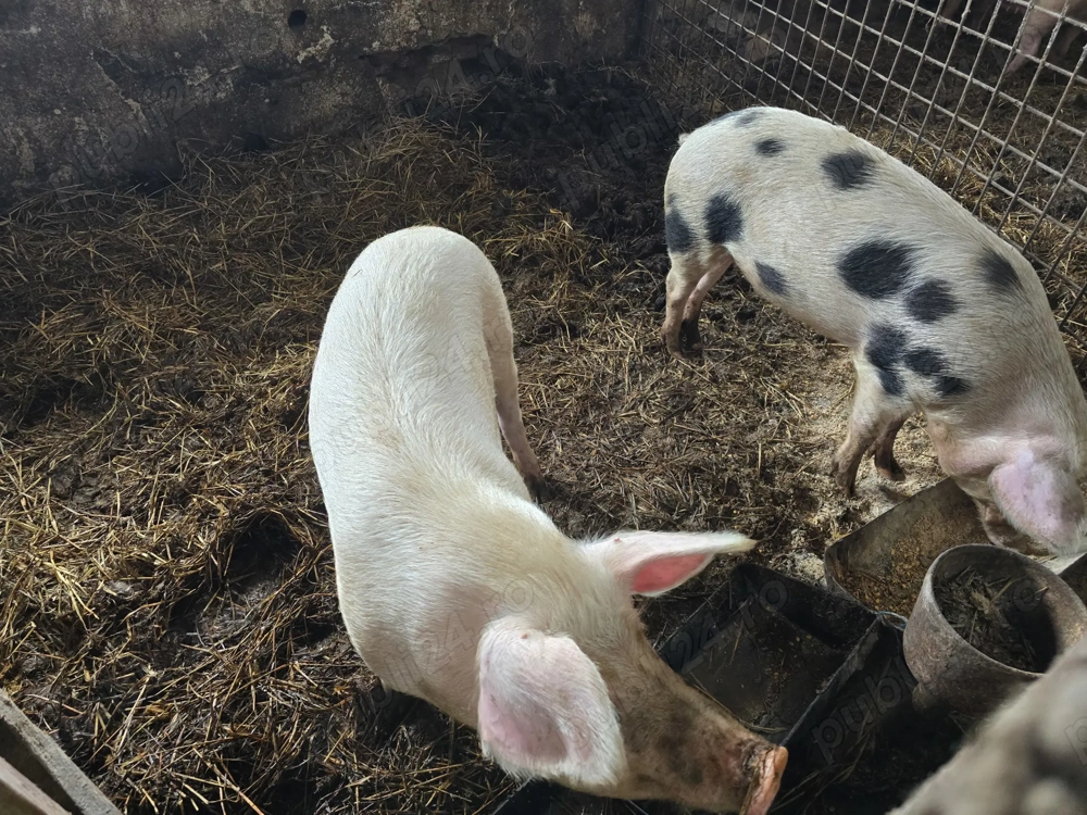 Vand porci 100  - 140 kg