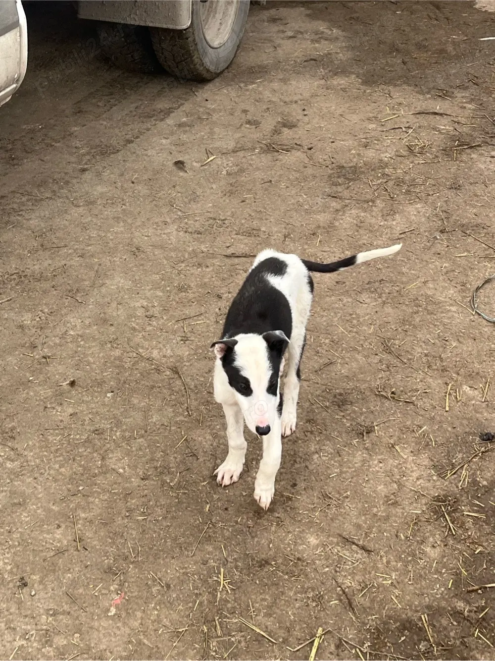 catel ogar in varsta de 3 luni 