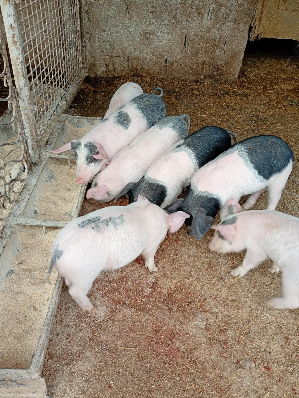 Vând purcei de 6 saptamani