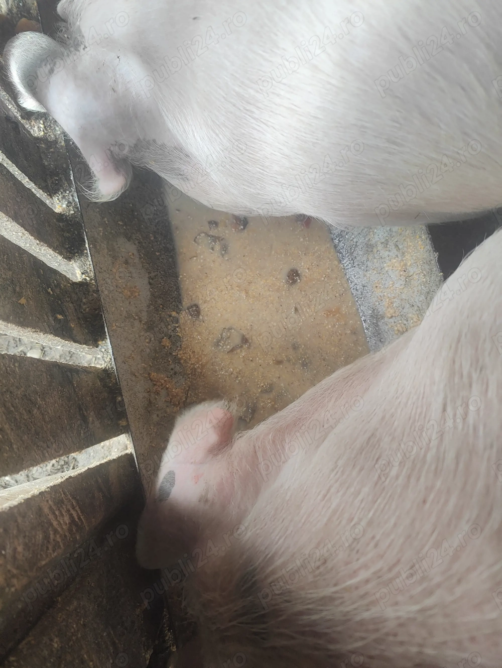 Porci peste 100kg crescuți natural cu boabe