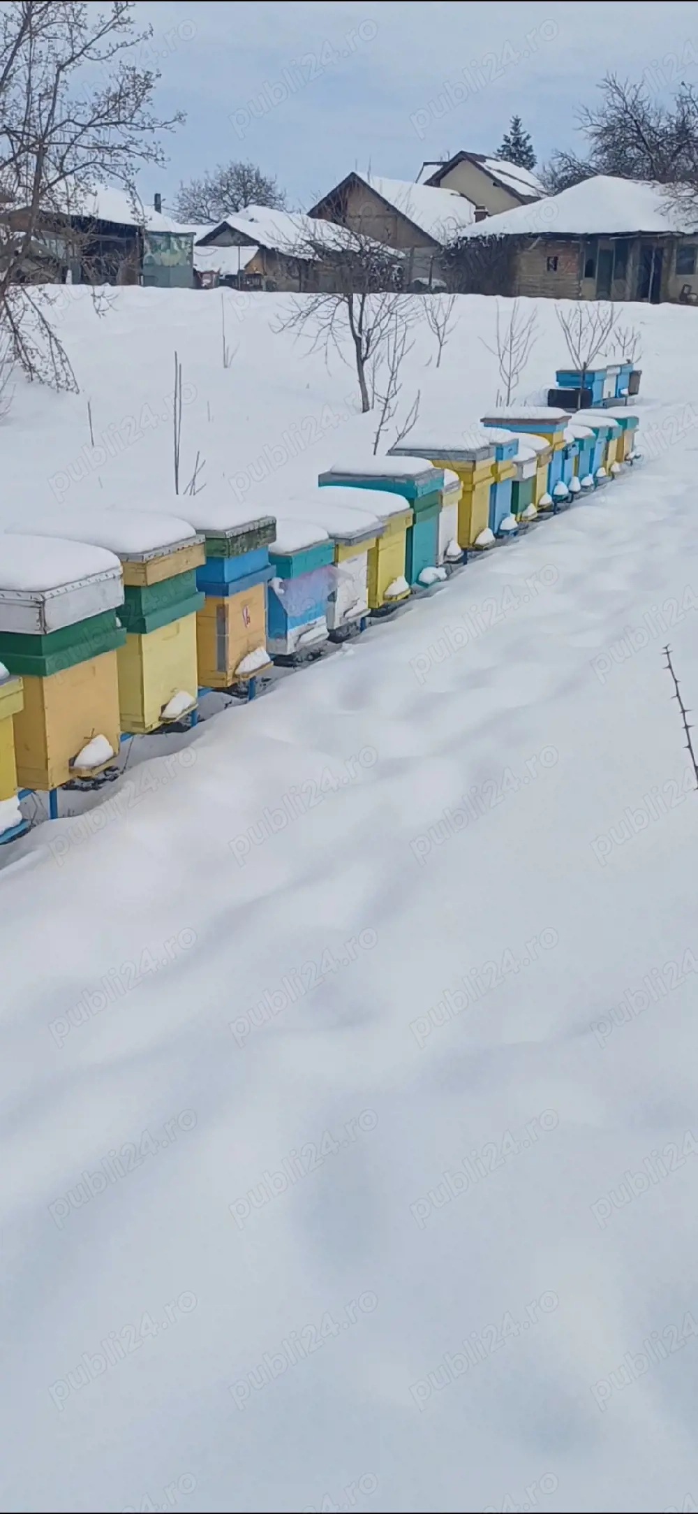 Vând 10 familii de albine pe 15 aprilie 