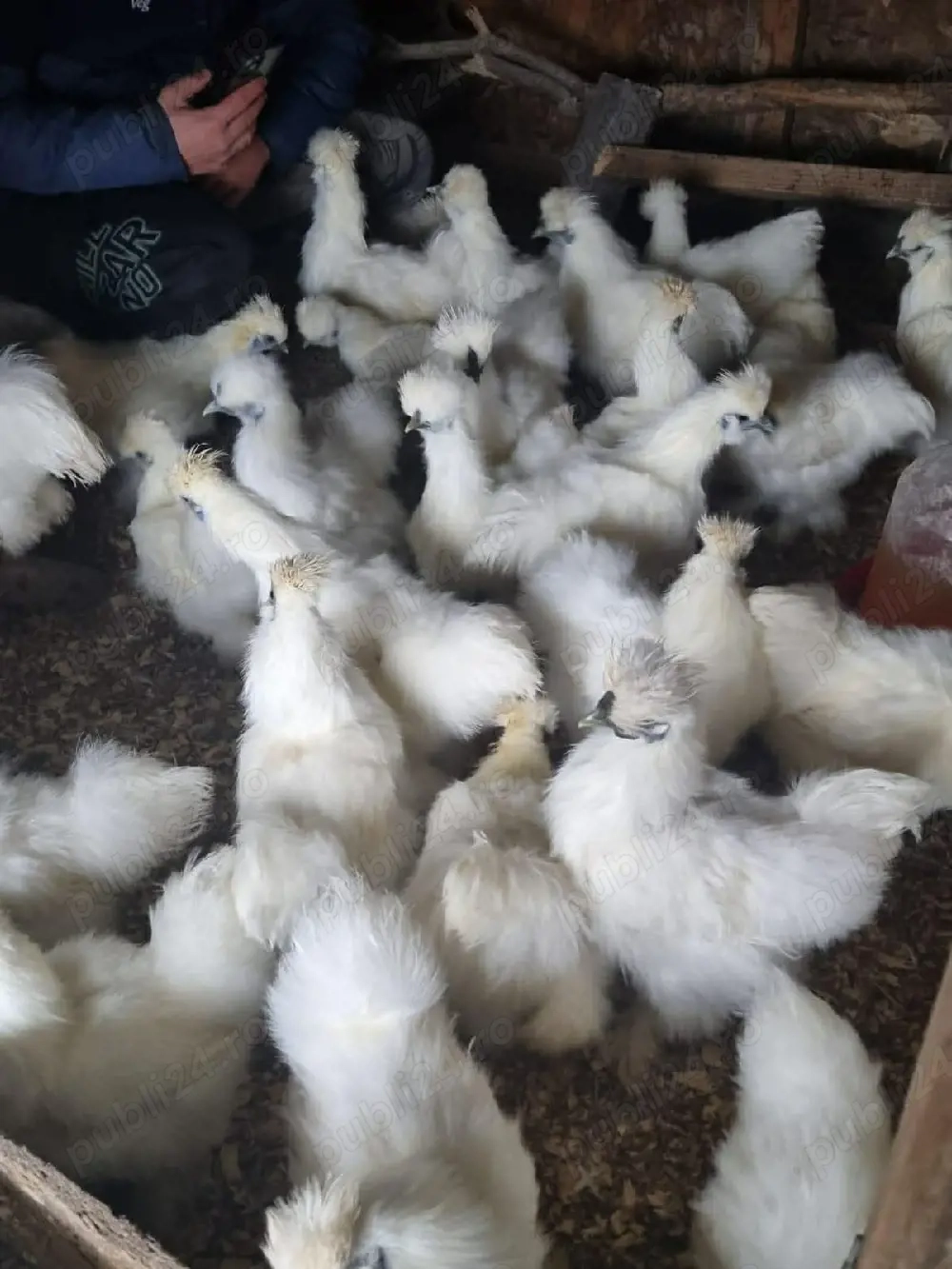 Vând cocoși mătase japoneza