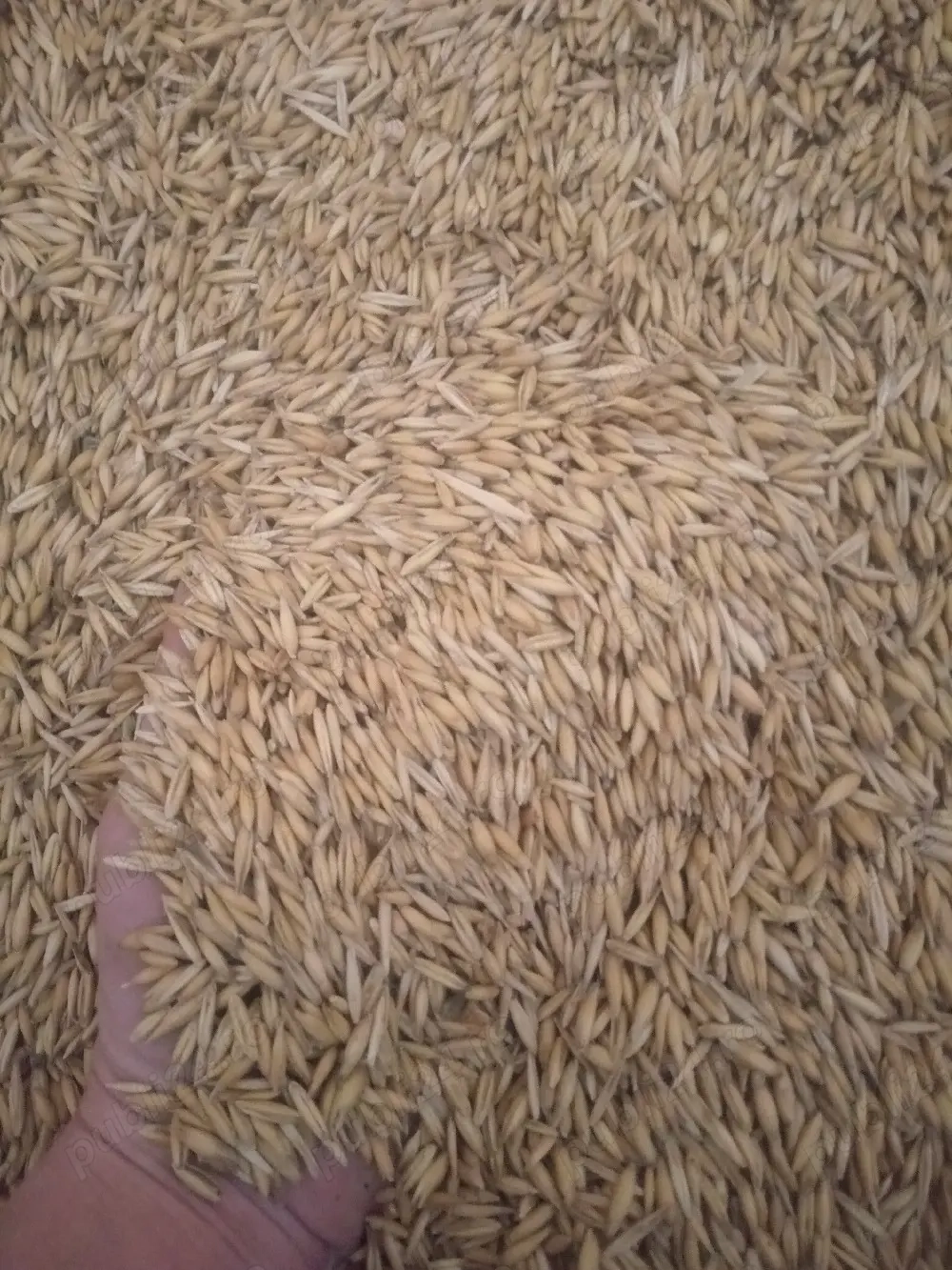 Ovăz sămânță de vânzare 