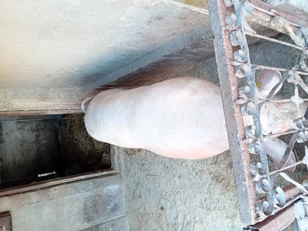 Porc de vanzare.....