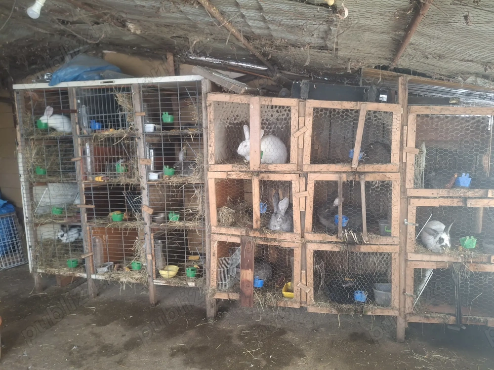 Vând iepuri  , diferite rase si vârste 