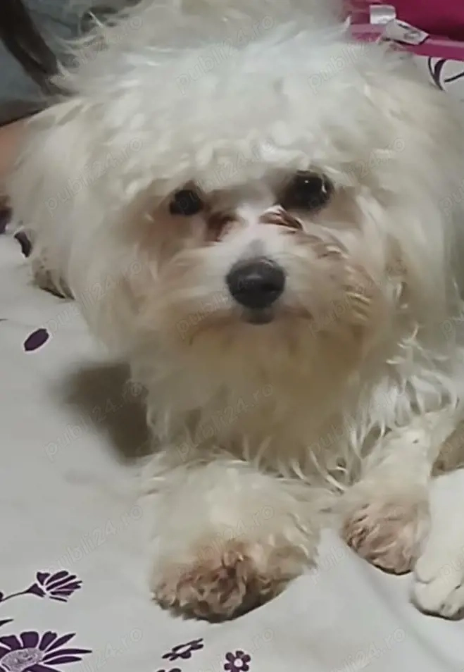 cățelușa gravide cu 2 pui 