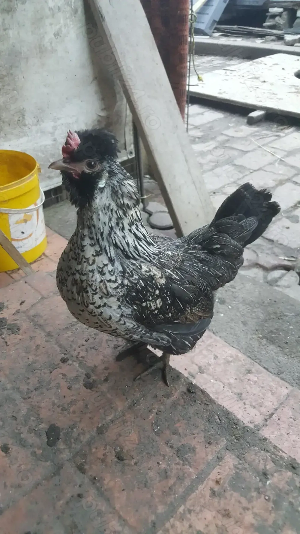 Ameraucana perechea rasa pitica