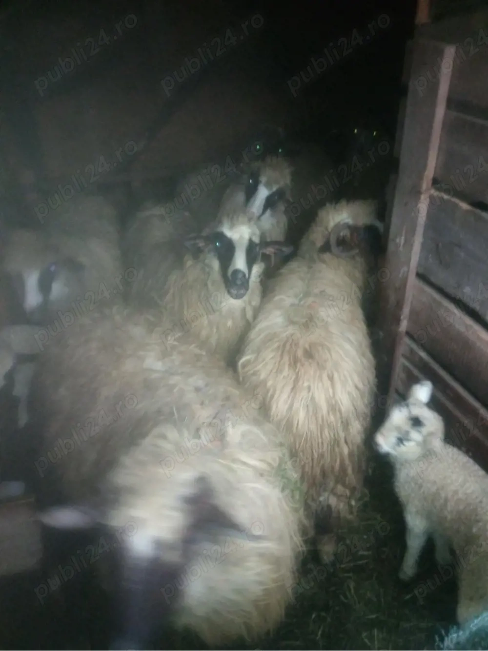 Oi de vânzare 
