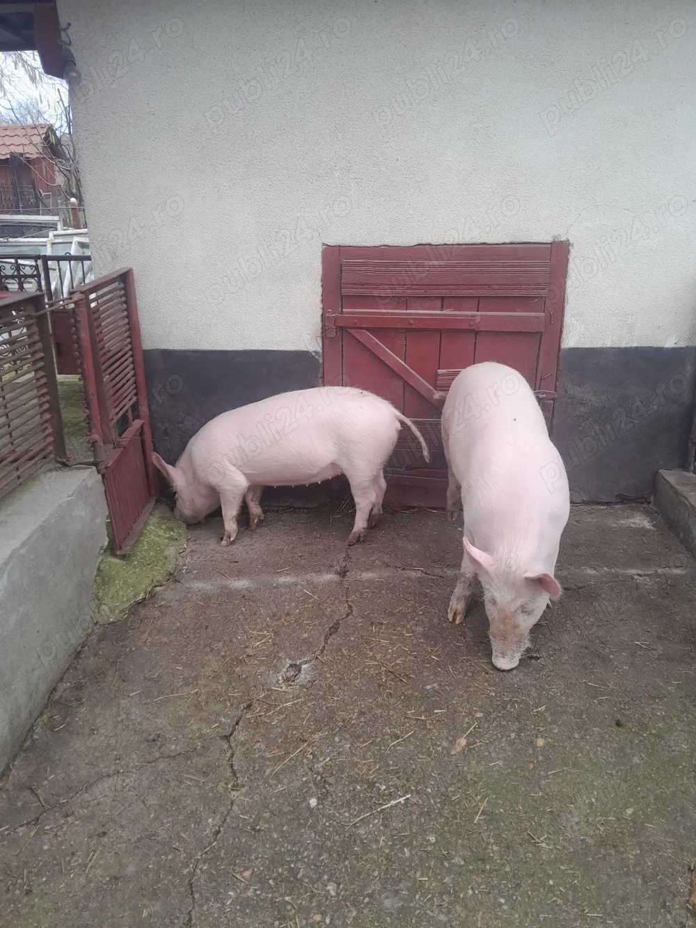 Vand porci marele alb