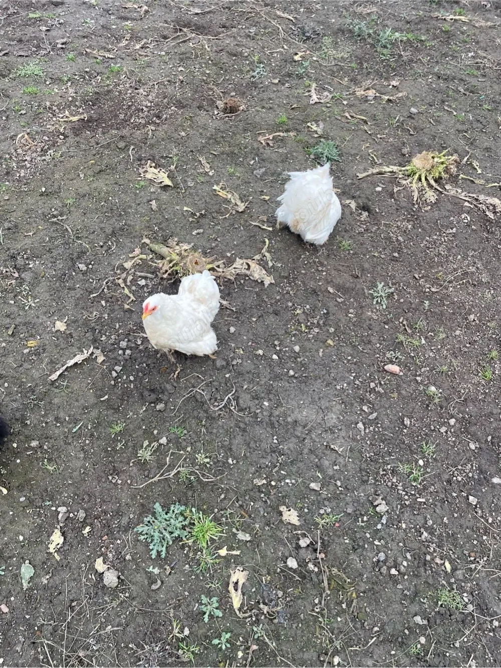 vand cochinchina pitic