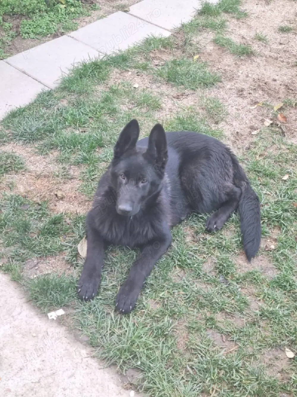 Cățelușă Ciobanesc german ofertă pina mâine perechea la 700 euro