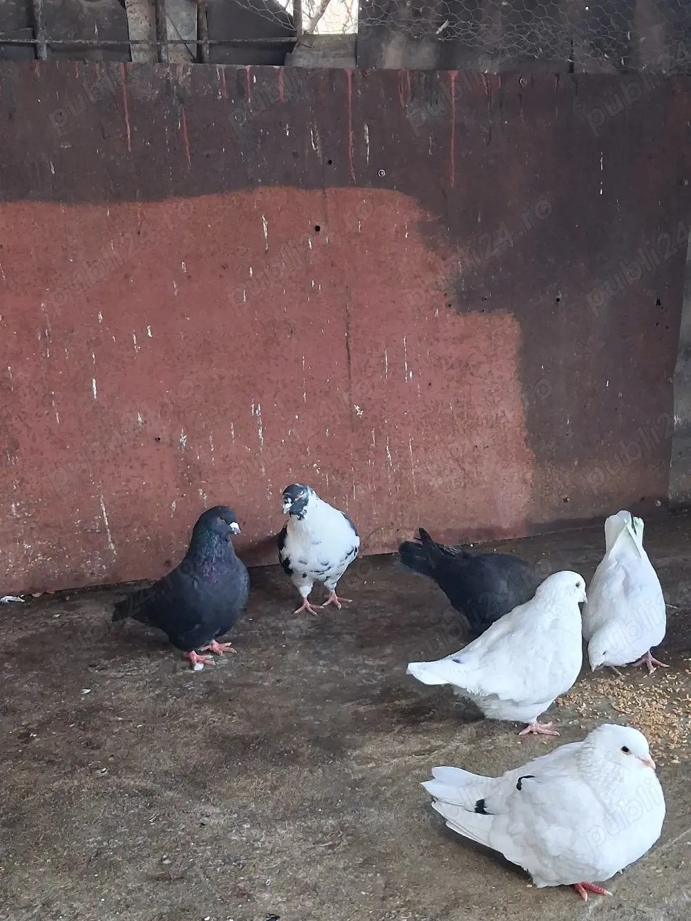 Porumbei texani + mondain 