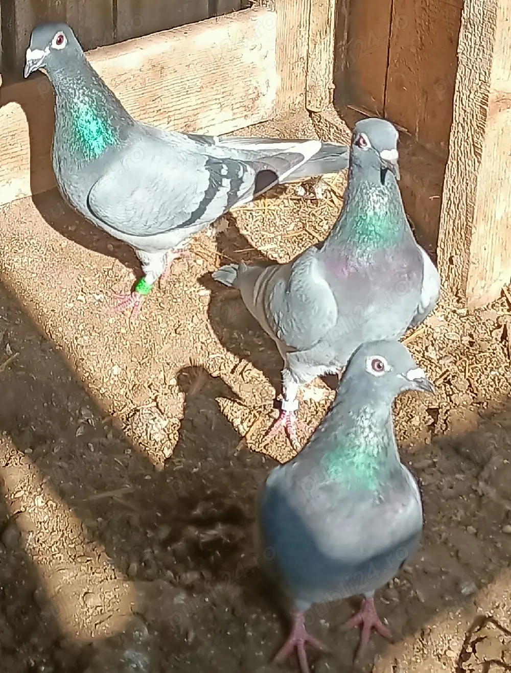 Porumbei voiajori sport