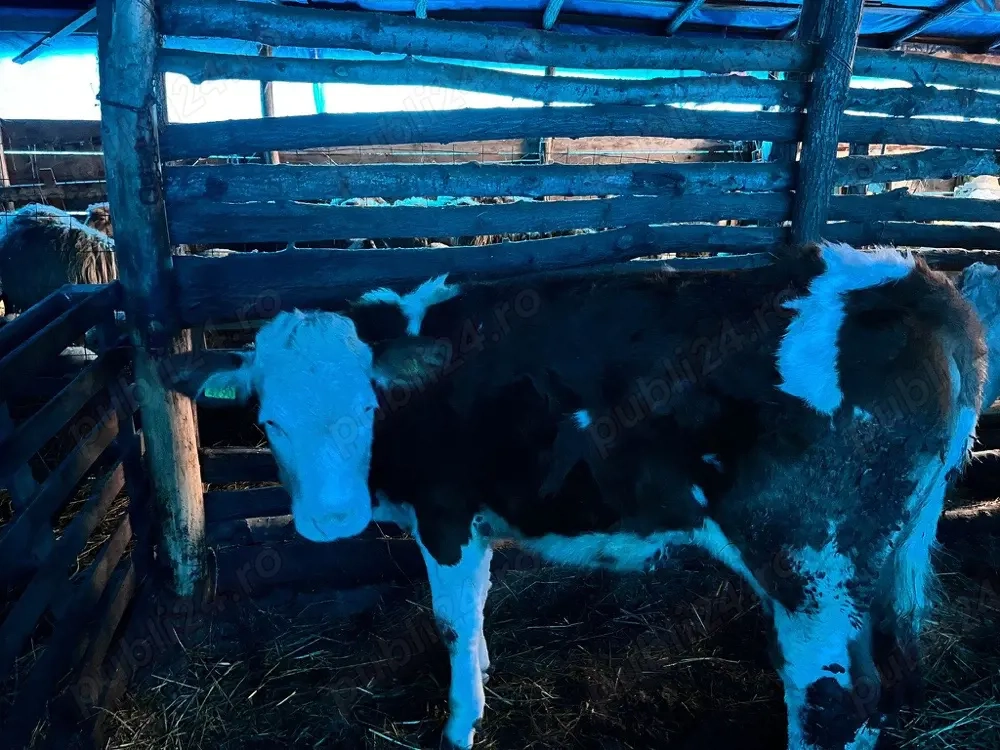 Vînd juninca 1 an si o luna 