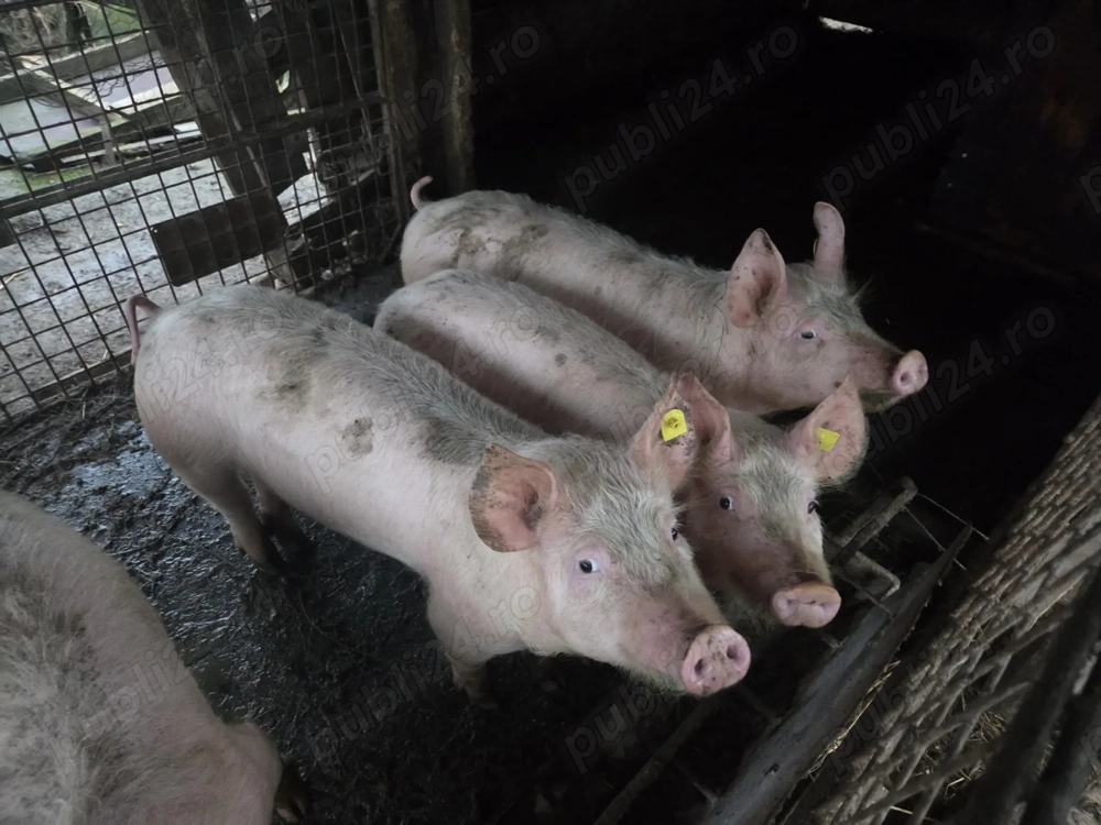 Porci de vanzare 