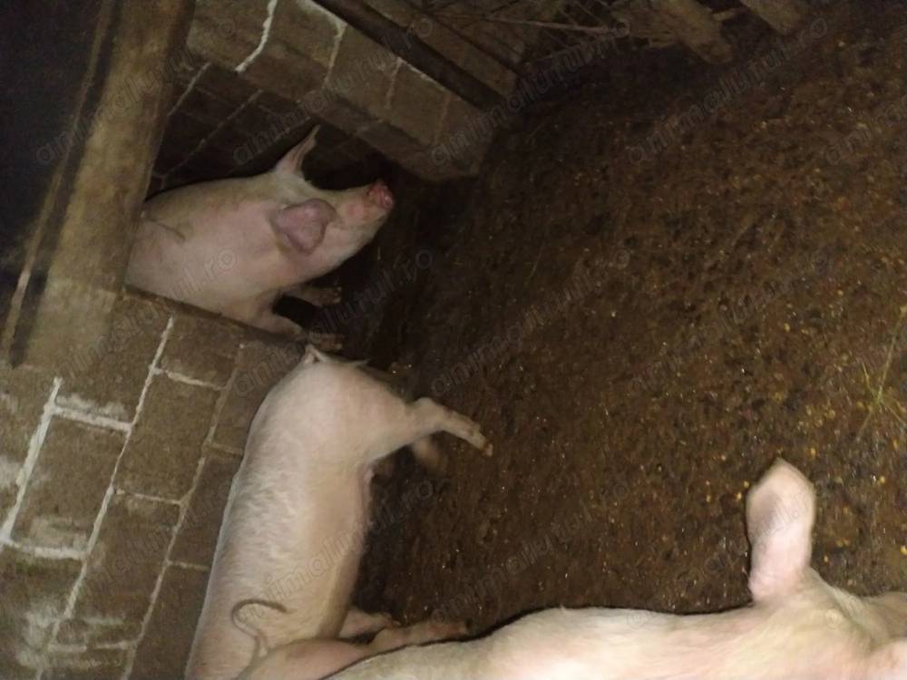 Porci grăsuni la 70-80 kg