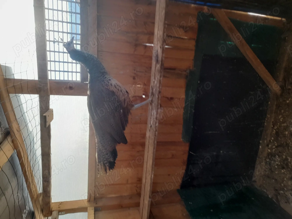 vând  femelă păun