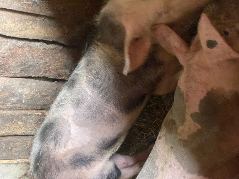 Vând 5 scroafe Pietrain Belgian 