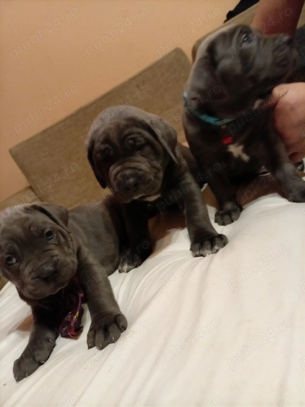 Vând pui de Canecorso Blue