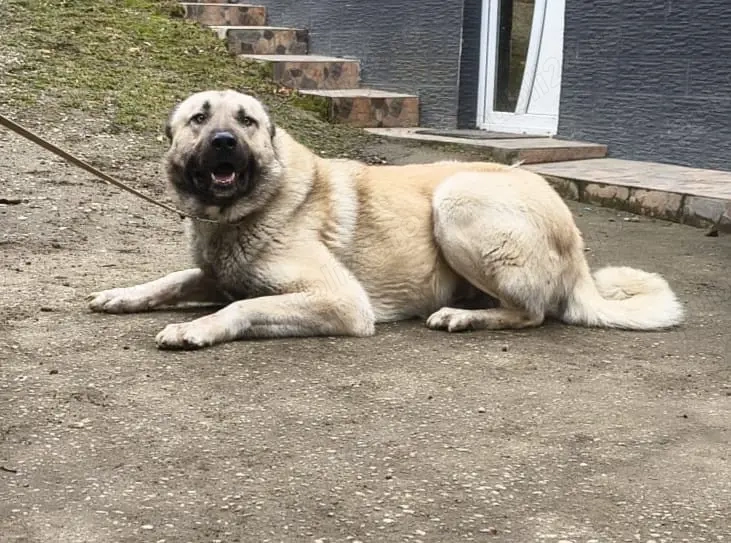 Vând exemplare rasa Kangal