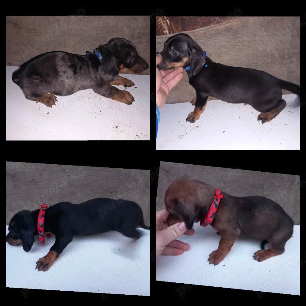 Cățel teckel negru cu pete de foc (tekel,Dachshund,techel