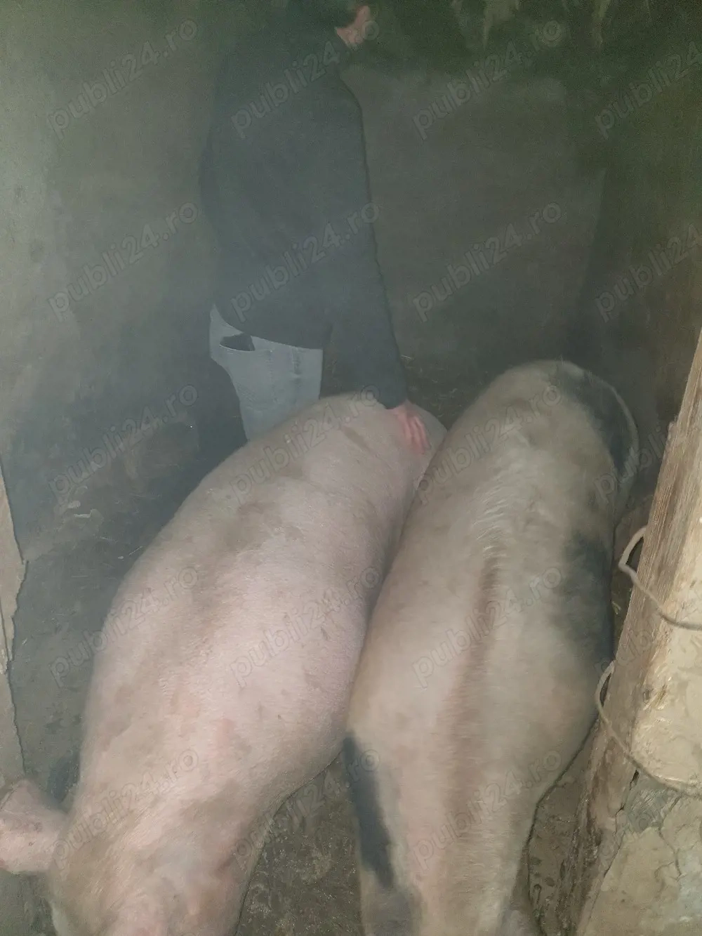 Porci aproximativ 200kg