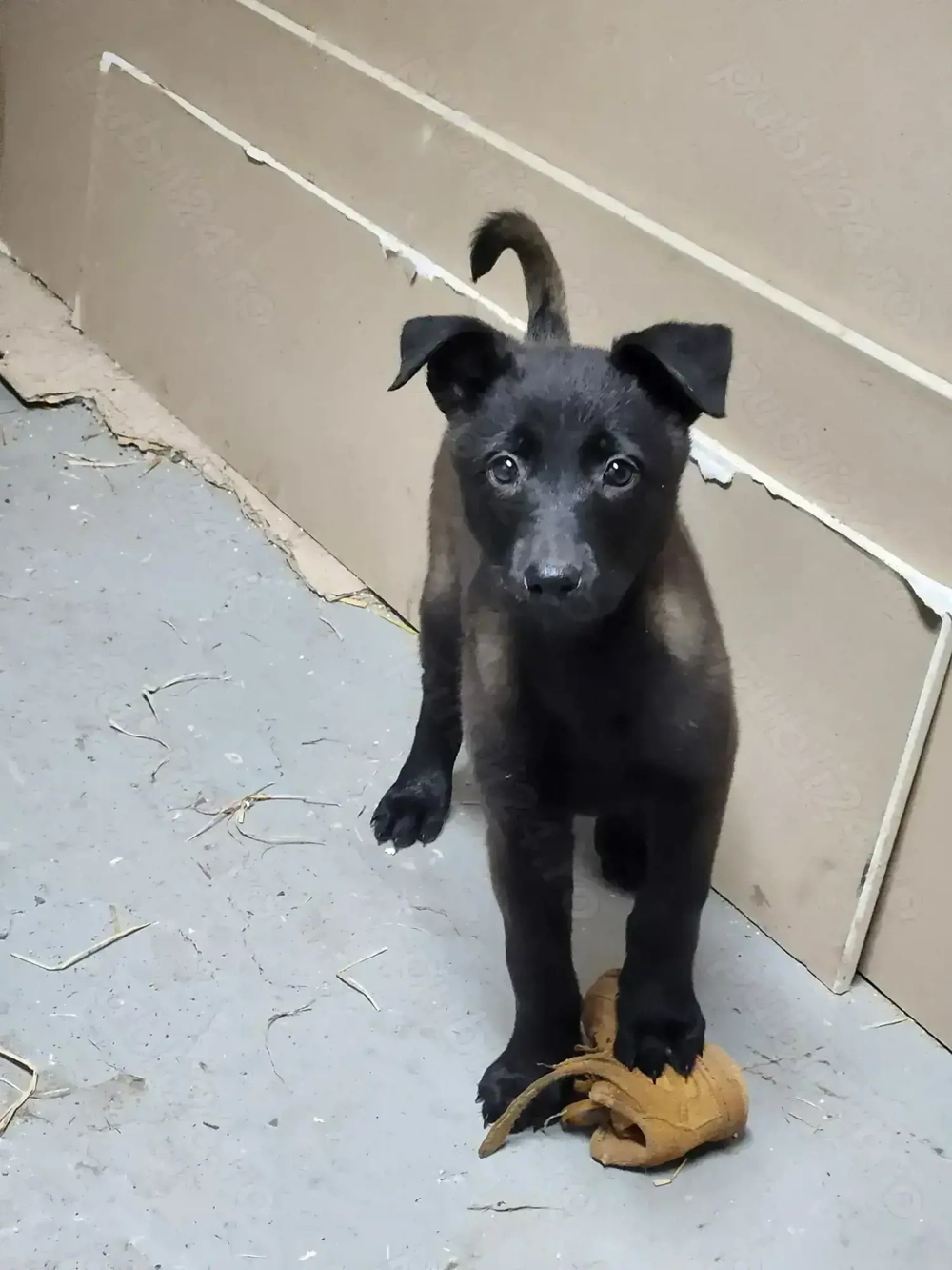 Ciobanesc Belgian malinois cu pedigree