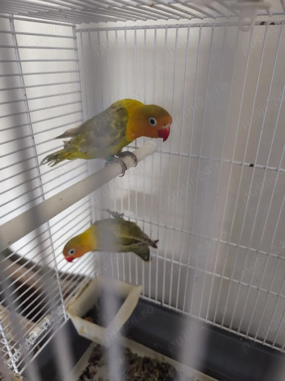 Vand agaporis sau schimb cu peruși 