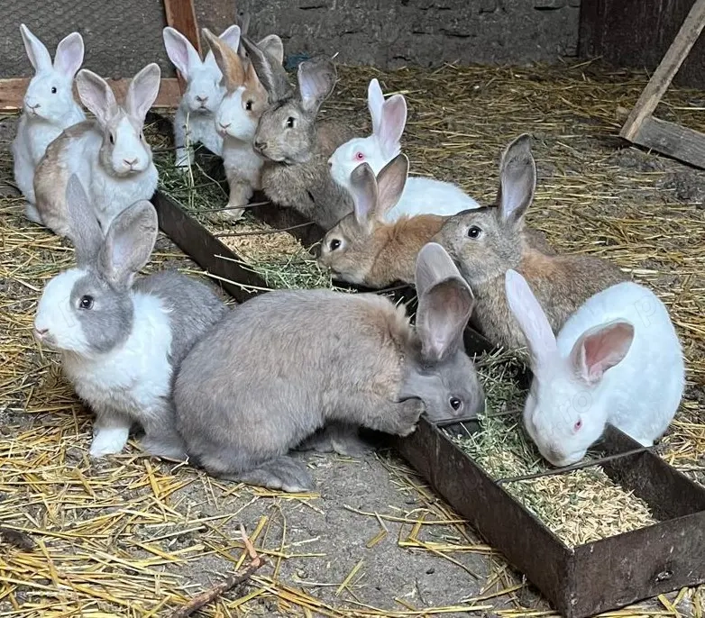 Iepuri de vanzare jud Arad