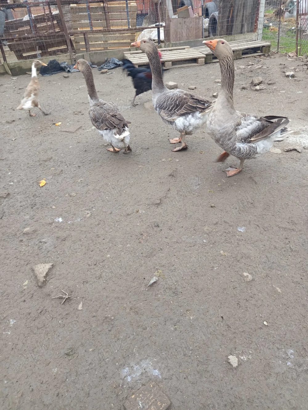 De vânzare 2 cocosi brahma HD și 2 gascani