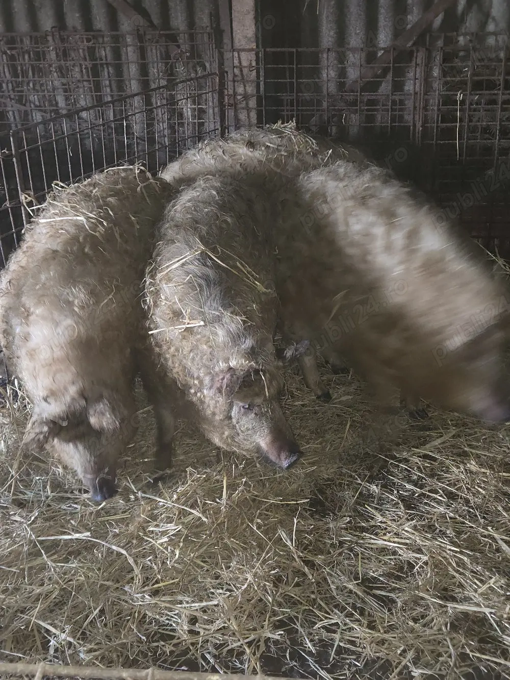 Vand scrofite mangalita