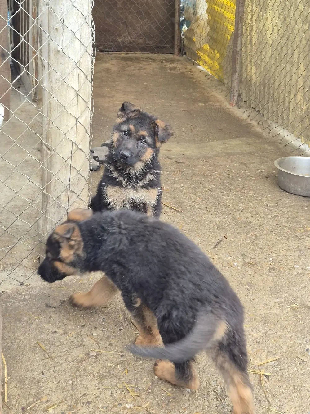 Puii Ciobanesc German!!!