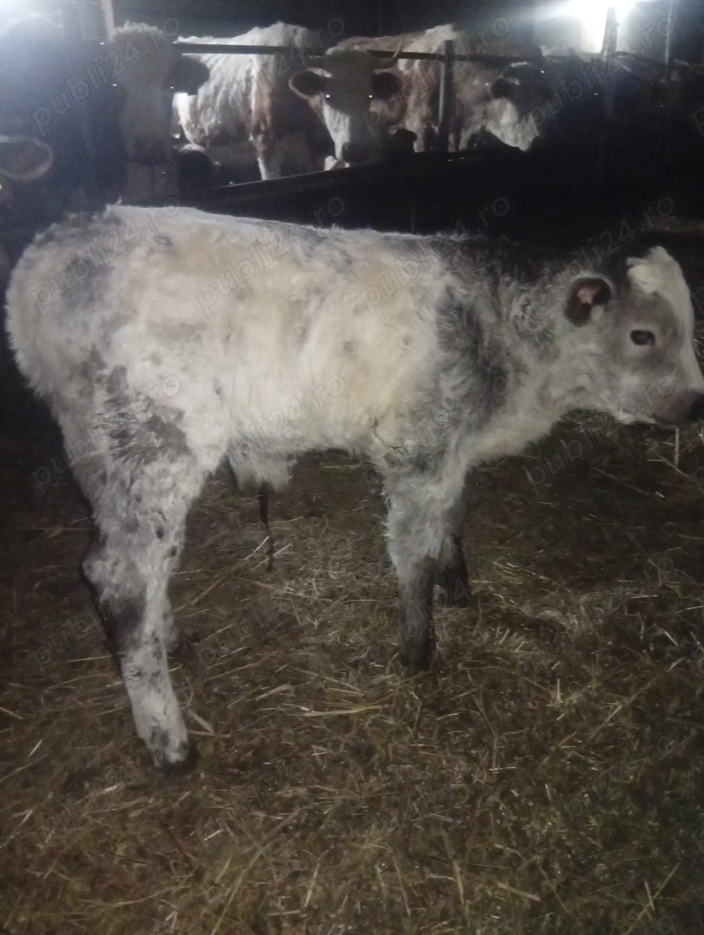 Vând 4 vitei de lapte