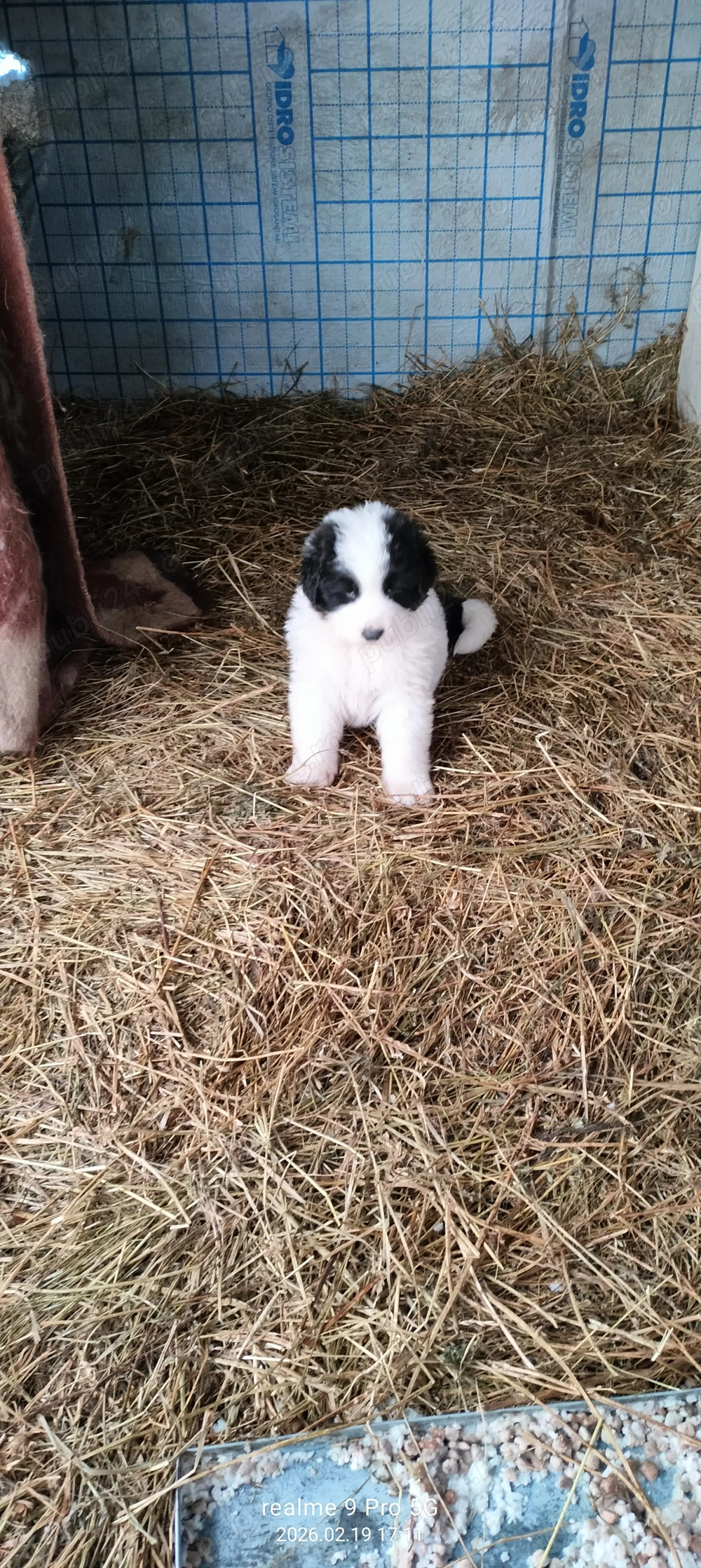 Vand  catei ciobanesti de Bucovina 