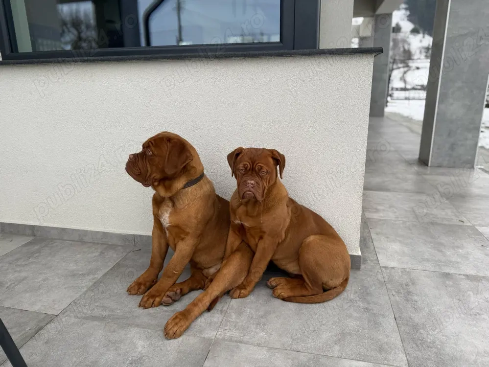 Disponibil  Dogue de Bordeaux femela, în vârstă de 6luni, provenit de la părinți campioni